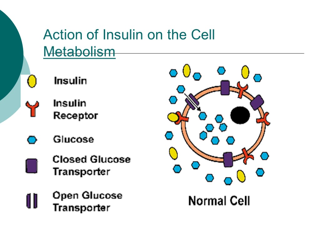 Action of Insulin on the Cell Metabolism